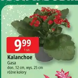 E.Leclerc Kalanchoe Gasa oferta