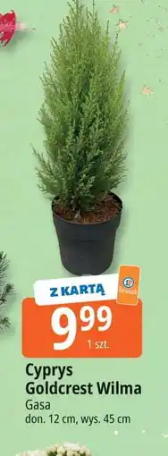 E.Leclerc Cyprys goldcrest wilma 45 cm Gasa oferta
