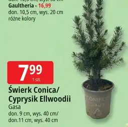 E.Leclerc Cyprys ellwoodii 9 cm Gasa oferta