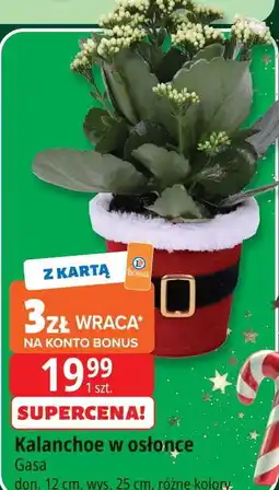 E.Leclerc Kalanchoe don. 12 cm Gasa oferta