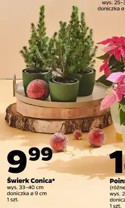 Netto Świerk Conica oferta