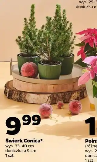 Netto Świerk Conica oferta