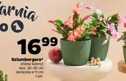 Netto Szlumbergera oferta