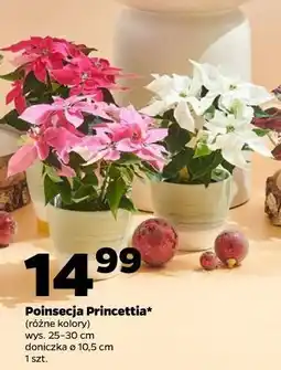 Netto Poinsecja Princettia oferta