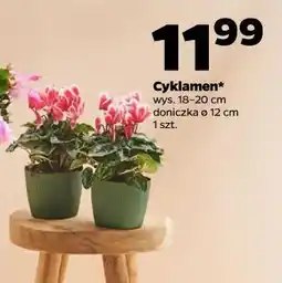Netto Cyklamen oferta