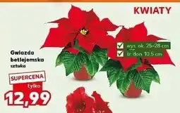 Kaufland Gwiazda betlejemska oferta