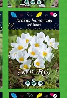 Polomarket Krokus botaniczny Ard Schenk oferta