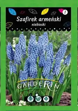 Polomarket Szafirek armeński niebieski oferta