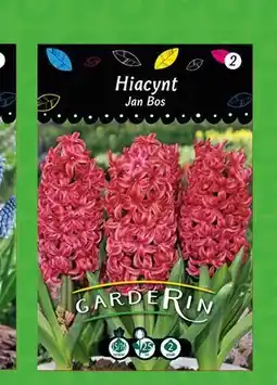 Polomarket Hiacynt Jan Bos oferta