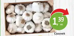 Passa Czosnek oferta