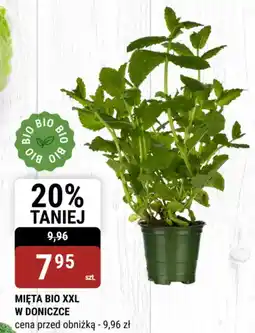 bi1 Mięta bio xxl w doniczce oferta