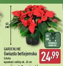 ALDI Gwiazda betlejemska 17 cm Gardenline oferta