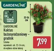 ALDI Grudnik 22-24 cm Gardenline oferta