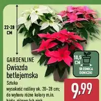 ALDI Gwiazda betlejemska Gardenline oferta
