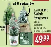 ALDI Świerk świąteczny Gardenline oferta