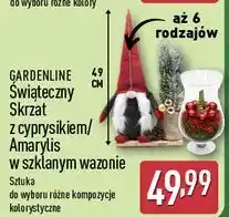 ALDI Amarylis w szklanym wazonie Gardenline oferta