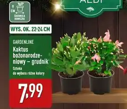 ALDI Kaktus Gardenline oferta
