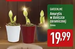 ALDI Amarylis Gardenline oferta