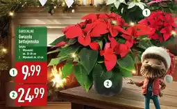ALDI Gwiazda betlejemska 20-28 cm Gardenline oferta