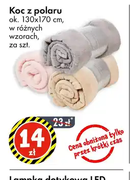 Tedi Koc z polaru oferta