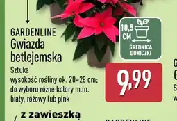 ALDI GARDENLINE Gwiazda betlejemska oferta