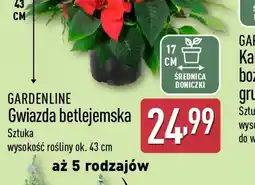 ALDI Gwiazda betlejemska oferta