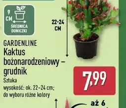 ALDI GARDENLINE Kaktus bożonarodzeniowy – grudnik oferta