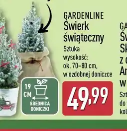 ALDI Swierk świąteczny oferta