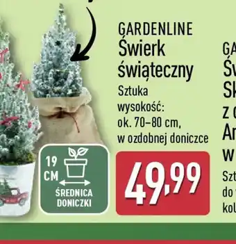 ALDI Swierk świąteczny oferta