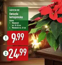 ALDI Gwiazda betlejemska oferta