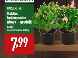 ALDI Kaktus bożonarodzeniowy – grudnik oferta
