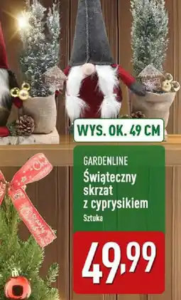ALDI Swiąteczny skrzat z cyprysikiem oferta