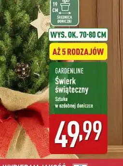 ALDI GARDENLINE Swierk świąteczny oferta