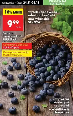 Biedronka Borówka amerykańska oferta