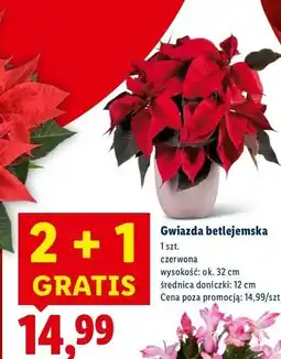 Lidl Gwiazda betlejemska 32 cm oferta