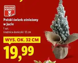 Lidl Świerk ośnieżony w jucie 32 cm oferta