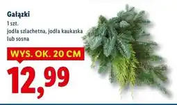 Lidl Gałązka jodły kaukaskiej oferta
