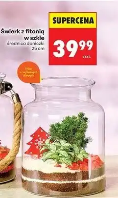 Biedronka Świerk z fitonią w szkle oferta