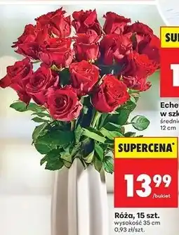 Biedronka Róże 35 cm oferta