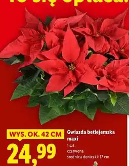 Lidl Gwiazda betlejemska maxi oferta
