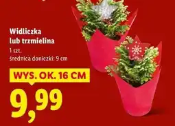 Lidl Trzmielina oferta