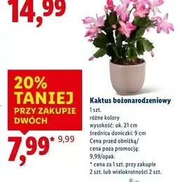 Lidl Kaktus bożonarodzeniowy oferta