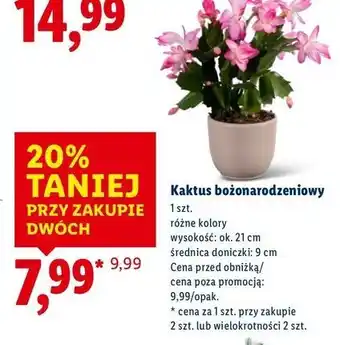 Lidl Kaktus bożonarodzeniowy oferta