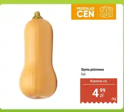 Dino Dynia piżmowa luz Dino oferta