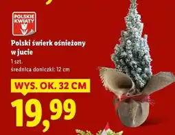 Lidl Polski świerk ośnieżony w jucie oferta