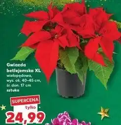 Kaufland Gwiazda betlejemska oferta