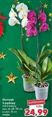 Kaufland Storczyk 1 pęd 12 cm oferta