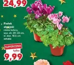 Kaufland Fiołek alpejski 10.5 cm oferta