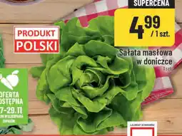 Polomarket Sałata masłowa w doniczce oferta