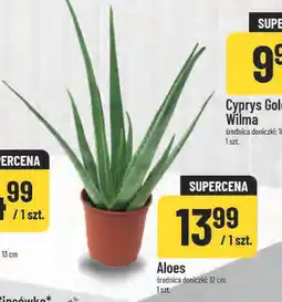 Polomarket Aloes oferta